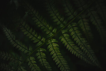dark mystic background leaf rainforest scenery, ready for print and web, banner, header nature landscape plants photography