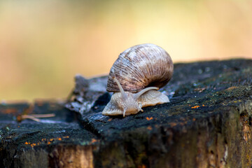 Snail on a tree stump in the forest. Blurred photo background. Close-up photo of a snail.
