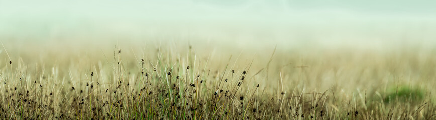 Long moorland grass up close with diffused background