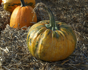 Different pumpkins