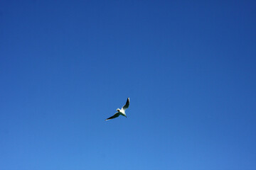 Obraz premium bird in the sky