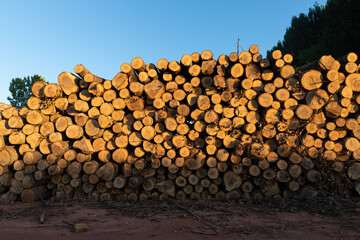 Stack of wood logs