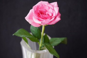 rose flower
