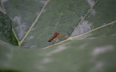 Hemiptera insect under a pumpkin leaf in Rio de Janeiro, Brazil.