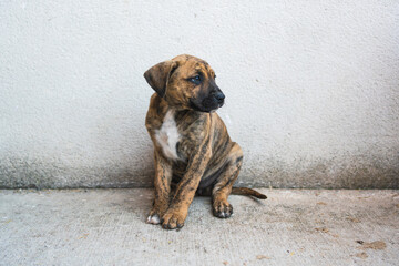 puppy walking on the concrete floor on the background of a white wall