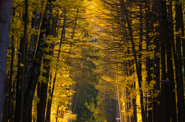 Fototapeta na wymiar Autumn forest in the afternoon on a sunny day with yellow foliage