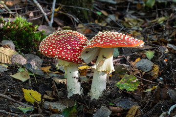 Close-up view of two magnificent mushrooms Amanita muscaria, commonly known as fly agaric or fly amanita, with typical bright red cap dotted with white spots growing in an undergrowth.