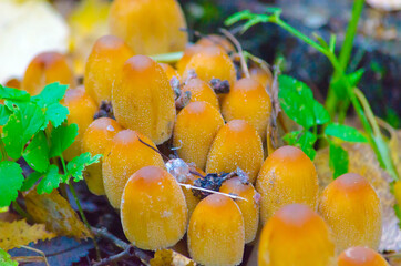 inedible mushrooms in the autumn forest