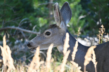 Doe Hiding in Tall Grass