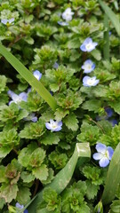 Small blue flowers in the foliage. Green grass for background
