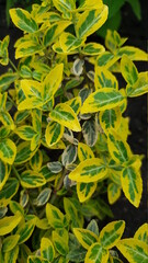 Background texture of a variegate foliage of beresklet - perfect for an garden. light green and yellow leaves