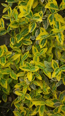 Background texture of a variegate foliage of beresklet - perfect for an garden. light green and yellow leaves. Selective focus