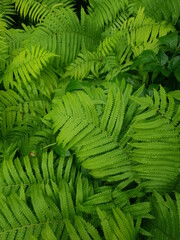 Background texture of a fresh green foliage of fern - perfect for a garden. light green leaves