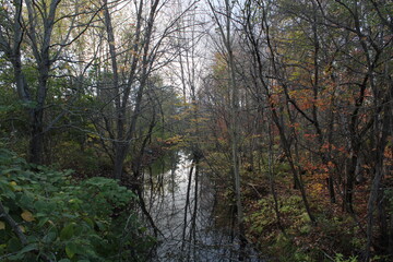 Obraz premium autumn forest in the morning