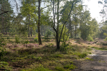 Woodland walk in forest in Hampshire England