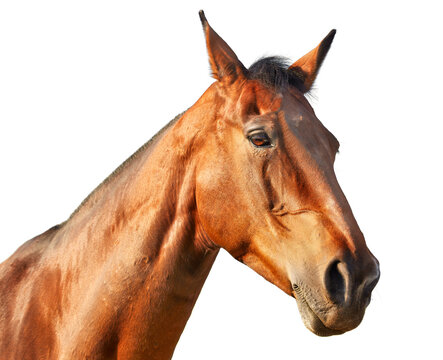 Portrait of a light chestnut horse in profile on a white background