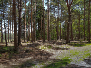 Woodland walk in forest in Hampshire England