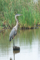 A great blue heron standing still and stalking fish in the shallow swamp wetland river marsh area, large stilt legged bird migratory and nesting season along coastal low  lands Atlantic