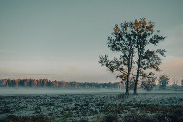 Samotne drzewa we mgle o poranku w miejscowości Kal