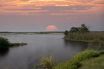 The green swamps of Florida with its flora and fauna