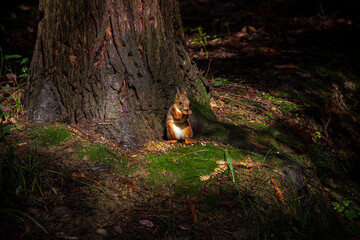 The Eurasian red squirrel sitting under the tree in a sunlight spot and eating