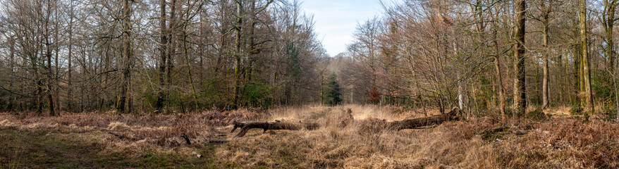Woodland walk in the new forest in Hampshire England