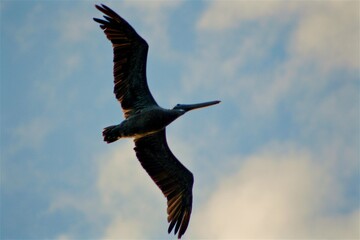 bird in flight