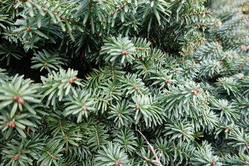 Naklejka na ściany i meble Dwarf Balsam Fir is a dense multi-stemmed evergreen shrub with a more or less rounded form.
