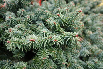 The Dwarf Balsam Fir (Abies Balsamea 'Nana') is an evergreen plant that's known for its slow growth and dark green colored leaves.