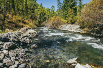 Scenic alpine landscape with mountain river in wild autumn forest in sunshine. Vivid autumn scenery with beautiful river among trees and thickets in sunny day. Mountain brook in woods in fall time.