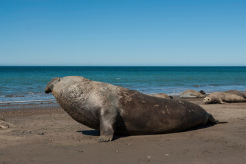 Male elephant seal, Peninsula Valdes, Patagonia, Argentina