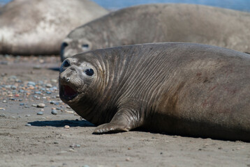 Male elephant seal, Peninsula Valdes, Patagonia, Argentina