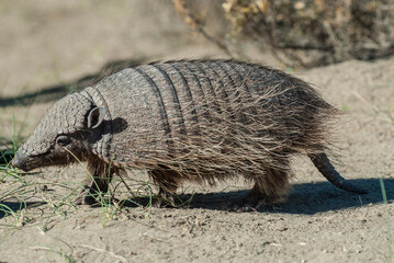 Hairy Armadillo, in desert environment, Peninsula Valdes, Patagonia, Argentina