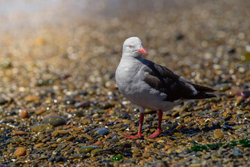 Dolphin Gull