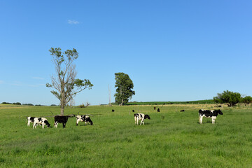 Dairy cows in the field,La Pampa Province, Argentina.