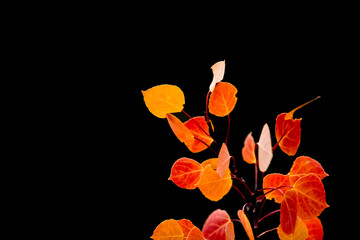 Red and Golden color Aspen leaves on branch backlit against black background