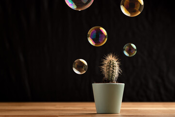 Soap bubble floating on air close to cactus succullent on black background. Risk, danger, fragility...