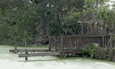 The green swamps of Florida with its flora and fauna