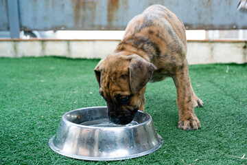 Close-up of a puppy dog ​​drinking water in the garden