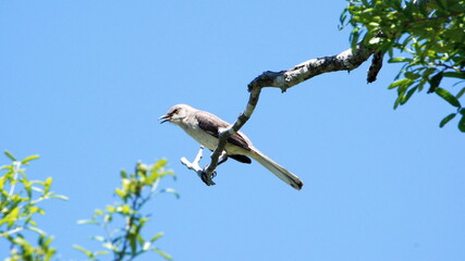Northern mockingbird (Mimus polyglottos) perched in a tree in a backyard in Panama City, Florida, USA