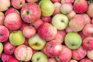 Many colorful apple, background texture. Freshly harvested organic red green yellow apples close up, top view
