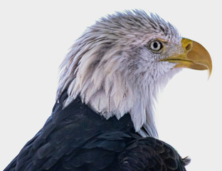 Bald Eagle headshot