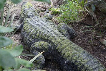 The green swamps of Florida with its flora and fauna