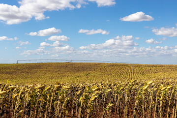 Obraz premium Dried sunflowers field, Alentejo, Portugal
