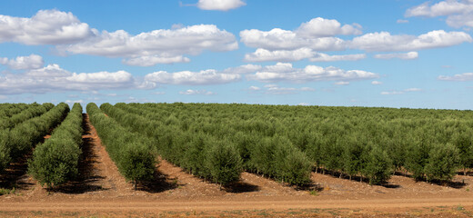 Panoramic landscape of an olive grove