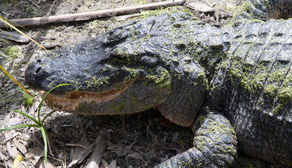The green swamps of Florida with its flora and fauna