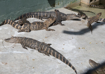 The green swamps of Florida with its flora and fauna