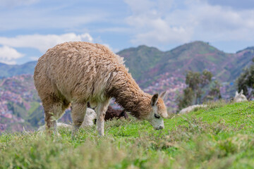 Fototapeta premium Llama, South American camelid, eating grass in Cuzco, Peru.