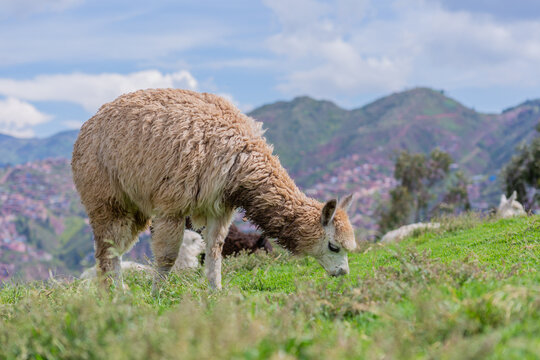 Llama, South American camelid, eating grass in Cuzco, Peru.