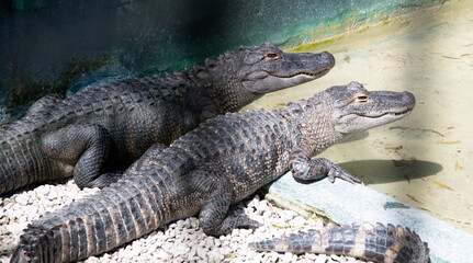 The green swamps of Florida with its flora and fauna